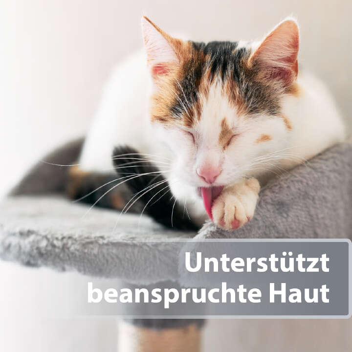 Felisept Hautpflege Mikro Silberspray für Katzen
